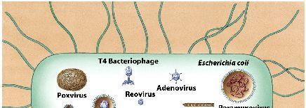 A sejtek és vírusok relatív mérete Új vírusok kilépése a fertőzött sejtből 25 28 Vírusok