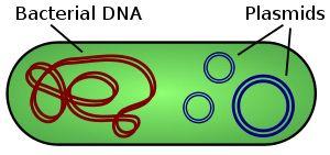 A plazmidok általában gyűrű alakú és kettősszálú DNS-molekulák. A plazmidokban található gének a kromoszómáktól eltérő tulajdonságokat hordoznak.