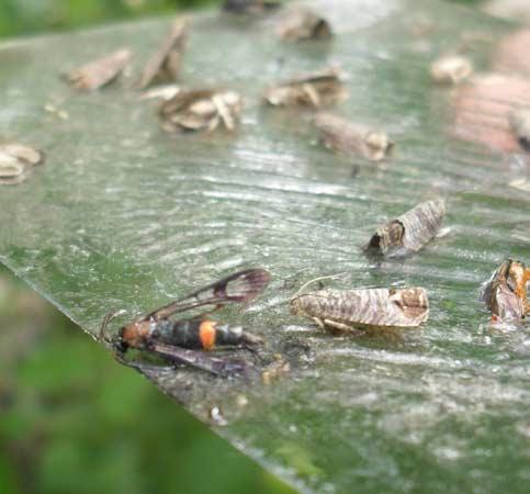 A CSALOMON "BISZEX" csalétek által csalogatott kártevœ molyfajok:  ukmoths.org.uk - PDF Ingyenes letöltés