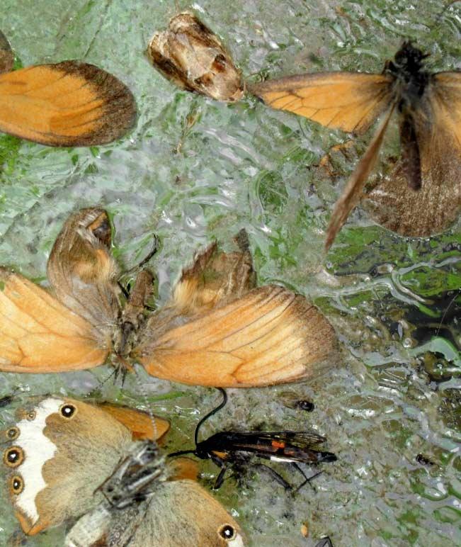 Foto: Josvai J. SzennyezŒ fajok a CSALOMON BISZEX csapdában: Archips sp. Coenonympha sp.