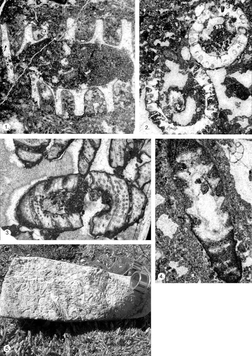 188 BUDAI TAMÁS et al. 1. Diplopora annulatissima PIA, LA208. sz. minta, N: 25 2. Diplopora comelicana FOIS, LA120. sz. minta, N: 20 3.
