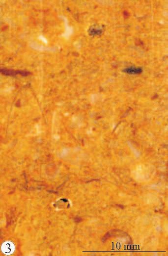 Bioturbált, sziliciklasztos mészkő (1.2.