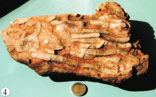 ) Rock debris of a coral reef (patch-reef?) (2.7.) 4.