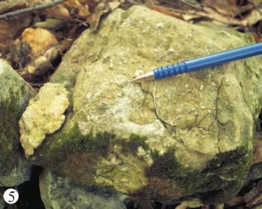 (2.7.) Currents-directed coral fragments in bioclastic grainstone (2.7.) 5.