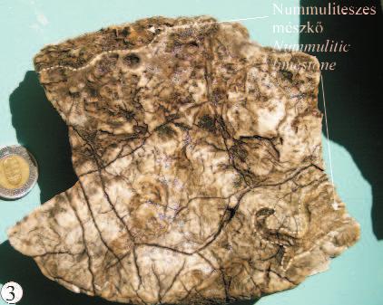 ábra fekete négyzettel jelölt terület) Discordancy between the cross bedded small nummulitic limestone (3.1.