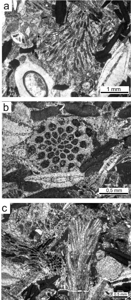 A móri Antal-hegyi középső- és késő-eocén lithothamniumos mészkő mikrofácies és őskörnyezeti vizsgálata 93 8. ábra. a) Bryozoa-ágtöredék ferde metszete. A9. minta. b) Bryozoaág keresztmetszete. A10.