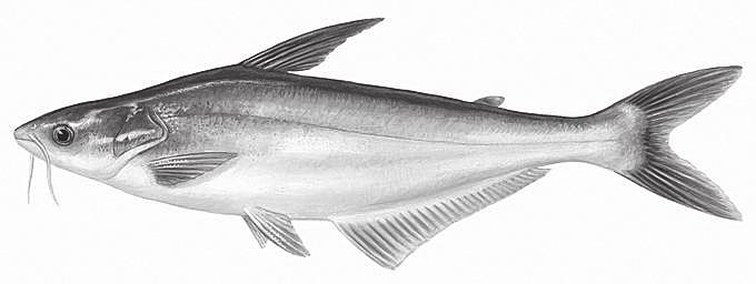 Pangasianodon hypophthalmus (Sauvage 1878) oszi pa sooai, pa sooai khaeo (FB.), Indiában periasi, payas, jellum, banka-jella, choluva-jella, mangakeluthi és coola-kellette (Talwar Jhingran 1991).