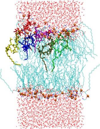 A 6SR-E-DOPE rendszer vizsgálati eredményei A peptid-lipid rendszereken a korábban ismertetett analíziseket végeztük, vizsgálva, hogy a lipid környezetben hogyan módosul a peptid szerkezete.