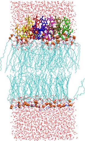 'nyított konformerű peptidek három vagy négy HB kötést kettő/három lipid molekulával alakítanak ki. 0 ns 125 ns 6.