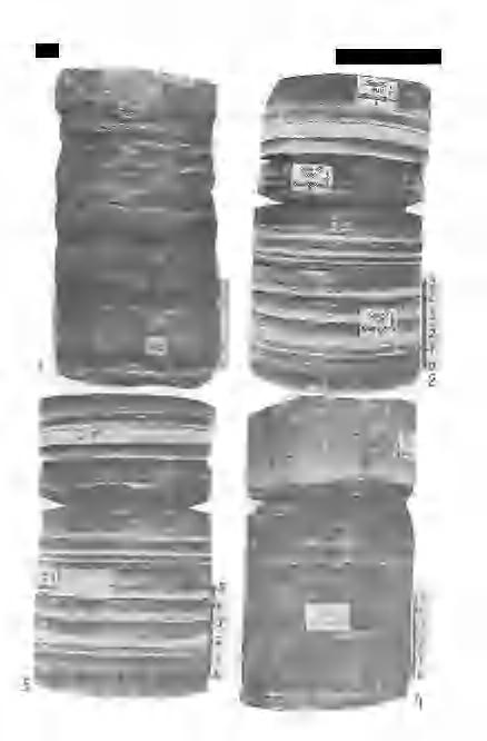 264 V.