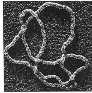 Csomók a valóságban Egy korai atommodell (Kelvin, 1860): az atom az éter összecsomósodása Az elszakadt, majd összekötött