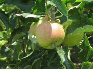 ALMA Szépen fejlődnek, színesednek nemcsak a nyári fajták, de már az Idared és a későbbi almák is.