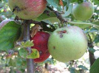 A nedvesség és a táplálék után kutató rovarok jelentős számban károsíthatják a gyümölcsöket.