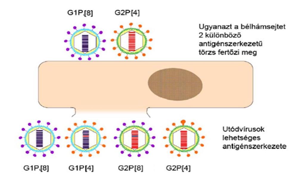 5. ábra. Reasszortáció sematikus ábrázolása. Két, eltérő genetikai állományú rotavírus törzsből elvileg 2 11 2 (2046) eltérő allélkombináció jöhet létre.