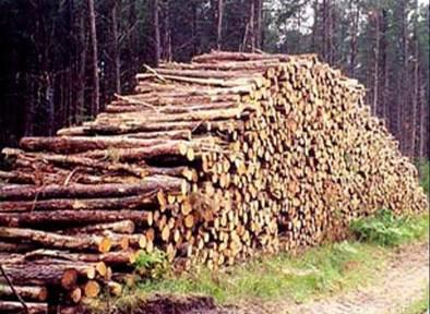 A fa tárolása A fa tárolásánál figyelembe kell venni, hogy jól szellőző fedett helyen tároljuk a tűzifát, hogy ezzel elősegítsük a száradását.