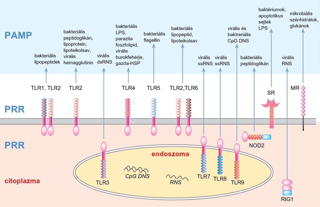 1.4. ábra Mintázatfelismerő receptorok kifejeződése a sejtmembránon és a sejten