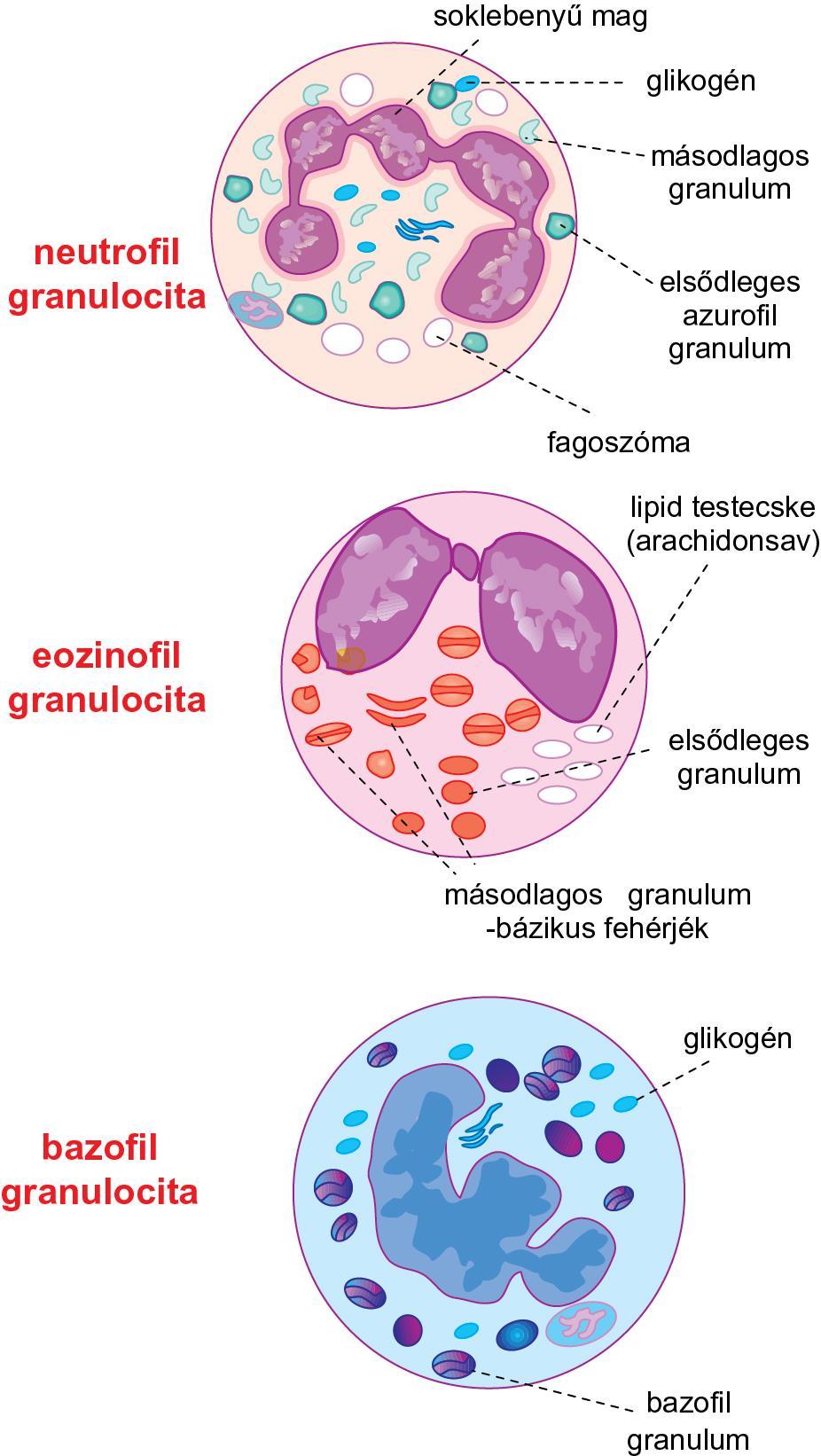 3.15. ábra A granulociták populációi és funkciójuk azonnali védelem a baktériumok ellen aktív fagocitózis, erőteljes oxidatív-burst a felszabaduló MBP (Major Basic