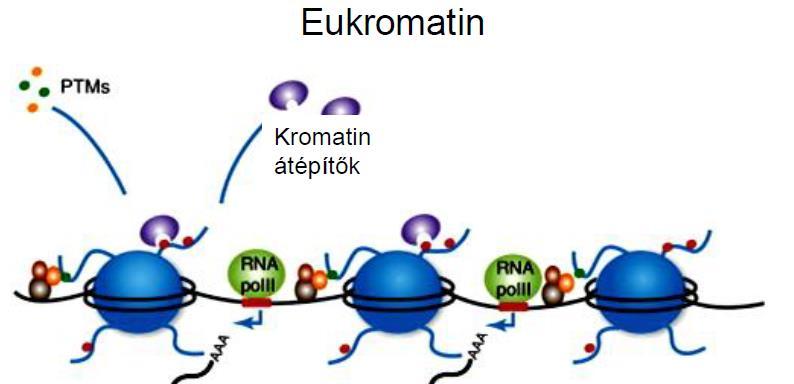 Kromatin szerkezet Kromatin: DNS + bázikus hiszton és nem-hiszton fehérjék A tömörülés mértéke változik A sejtciklus során: