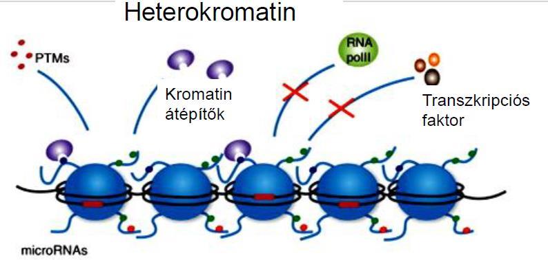 is erősen kondenzált részek Az eukarióták DNS ének kromatinszerkezetbe szerveződése a gének működésére (a transzkripcióra) negatív