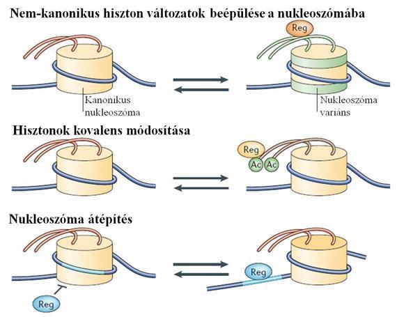 A kromatinszerkezetet befolyásoló epigenetikai módosulások 1. hisztonváltozatok beépülése a nukleoszómákba 2.