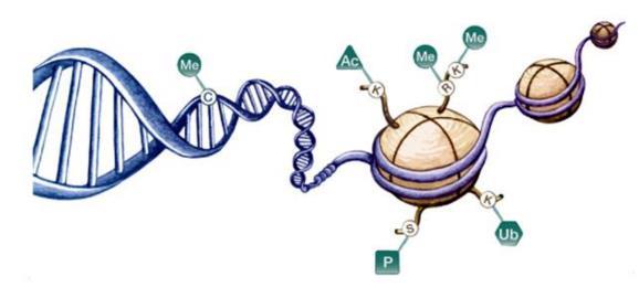 Hisztonvariánsok A nukleoszómák szerkezete a DNS-replikáció során alakul ki A nukleoszómák magját kialakító hisztonfehérjékből álló oktamer kanonikus tagjai: 2-2 darab H2A, H2B, H3, H4.
