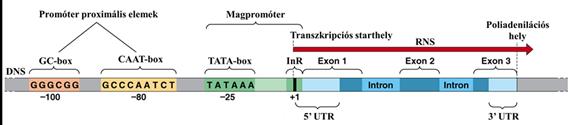 Cisz regulátor elemek: a promóter cisz módon ható szabályozó elemek: a szabályozásban részt vevő DNS-szakaszok Core (alap, minimál, mag) promóter konszenzus szekvenciái InR (iniciátor régió) a