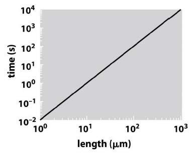 DIFFÚZIÓ A diffúzió csak rövid méretsálán gyors Fick II. törvénye: anyagáram-sűrűség a kiváltó koncentrációesés időbeli változásának figyelembe vételével.