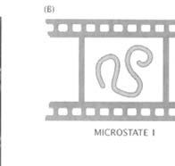 (Wormlike chain) WLC (wormlike chain): θ(s) ha s elég nagy, cosθ () s s függvényében lecseng: