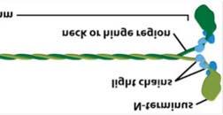 3 μm/s) Minusz vég