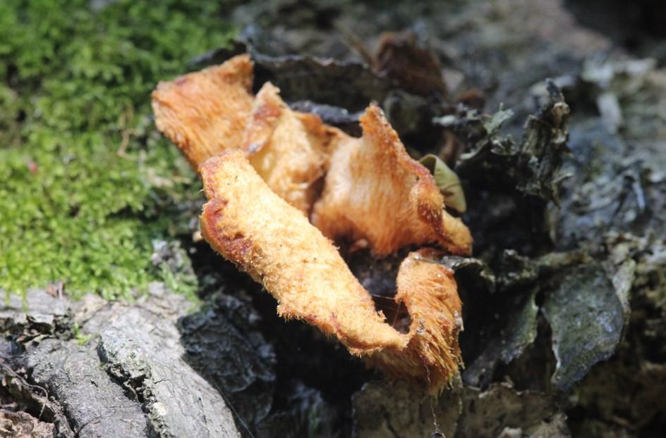 Barna csengettyűgomba - Pluteus cervinus. Széleslemezű fülőke - Megacollybia platyphylla 3. Nyálkás gyökeresfülőke - Xerula radicata. Fehér porhanyósgomba - Psathyrella candolleana 5.