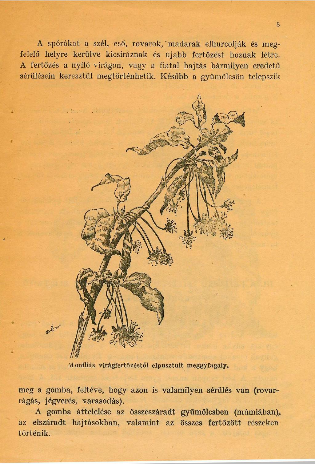 5 A spórákat a szél, eső, rovarok, 'madarak elhurcolják és megfelelő helyre kerülve kicsíráznak és újabb fertőzést hoznak létre.