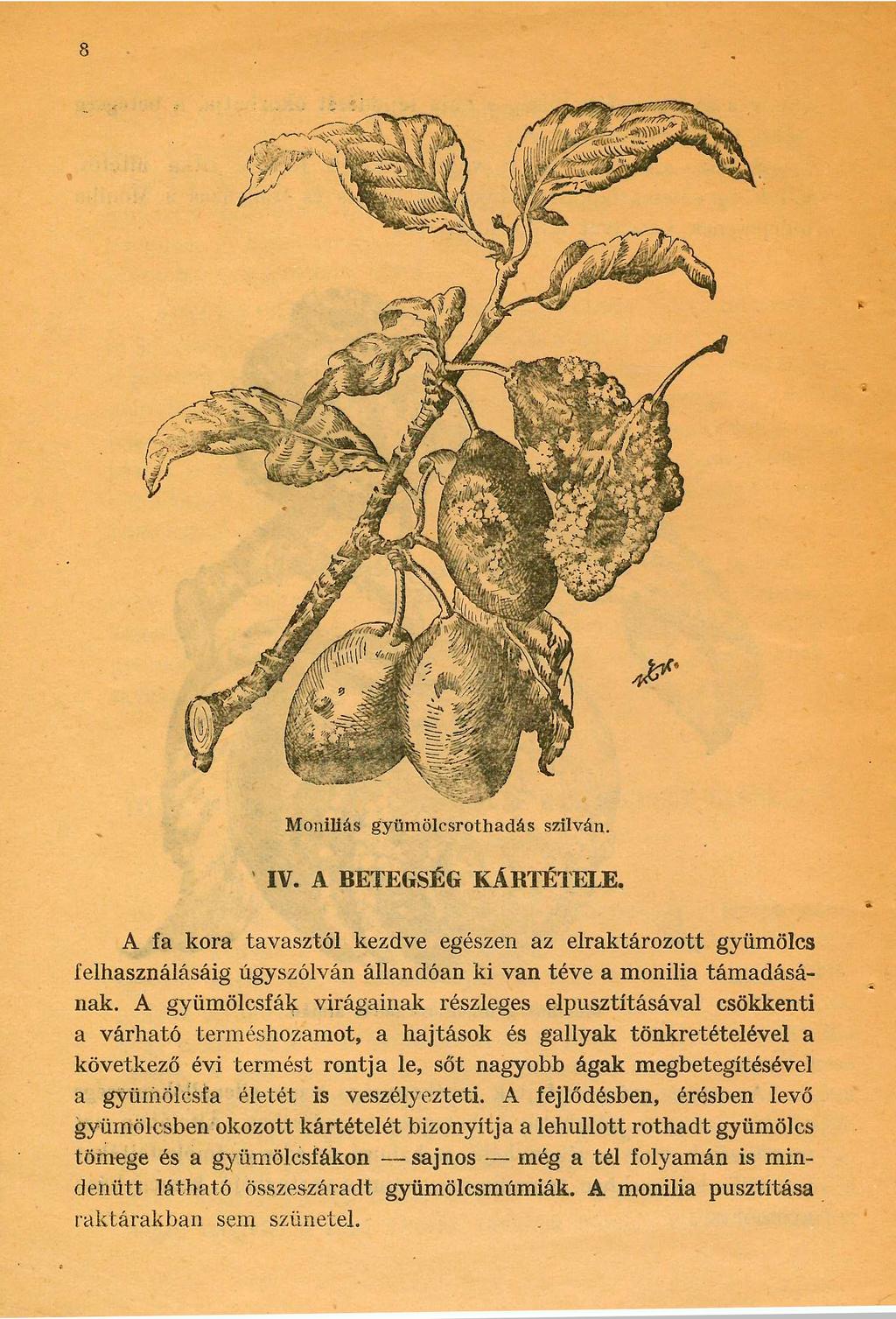 8 Moníliás gyümölcsrothadás szilván. IV. A BETEGSÉG KÁRTÉTELE. A fa kora tavasztól kezdve egészen az elraktározott gyümölcs felhasználásáig úgyszólván állandóan ki van téve a monilia támadásának.