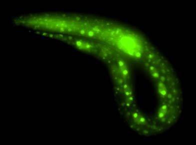 1. Ábra. BEC-1 fehérje akkumulációja. fehérje (fluoreszcens képek) minden sejtben a korai embrionális állapotoktól jelen van., 16 sejtes embrió (alul a Nomarski kép). B, comma állapotú embrió.