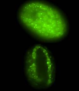 D, Egy varratsejt EM képe. vastag nyíl a sejtmagot, a vékony nyilak a Golgi apparátusokat jelölik. C és D képek egybevetése alapján az ikerfoltok Golgit azonosítanak. 4.
