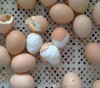 2 A vákuumos tojásátrakók melyek az előkeltető tálcáról a bújtatótálcára rakják át a tojásokat használata kifi zetődik az átrakás idején bekövetkező csökkent mértékű károsodás révén, de csak