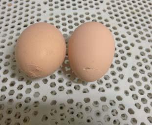 1 1 A bal oldali képen látható, hogy a tojások kifejezetten a bújtatótálca egyik oldalán csoportosulnak, míg a tálca elején hézag van.
