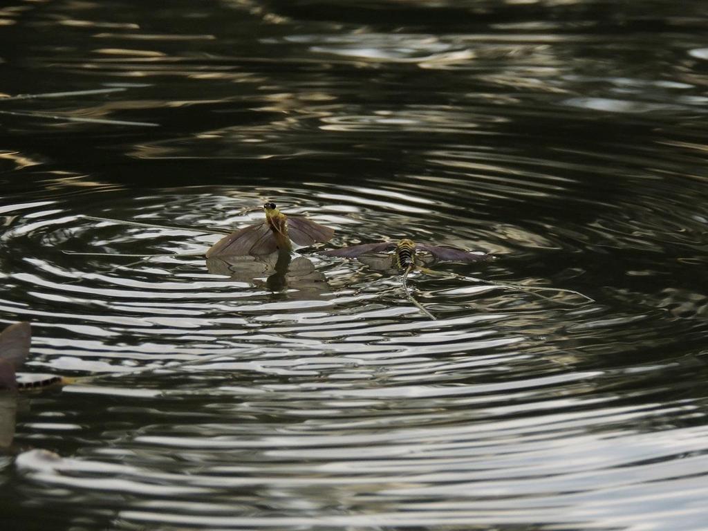 A tiszavirágzás a Tisza egyik