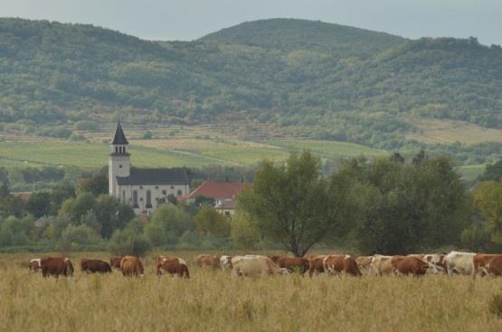 III. Tájhasználati problémák Erdőgazdálkodás: fontos erdei