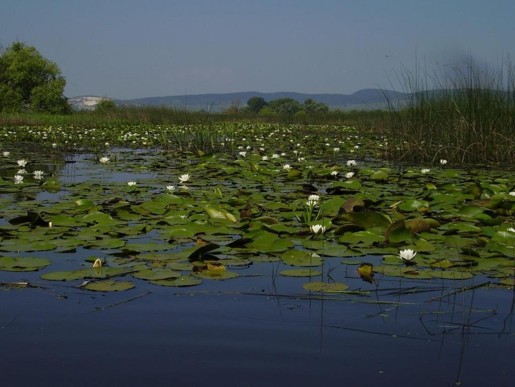 A Tisza nyílt árterén jelentős kiterjedésben található vizes élőhelyek: