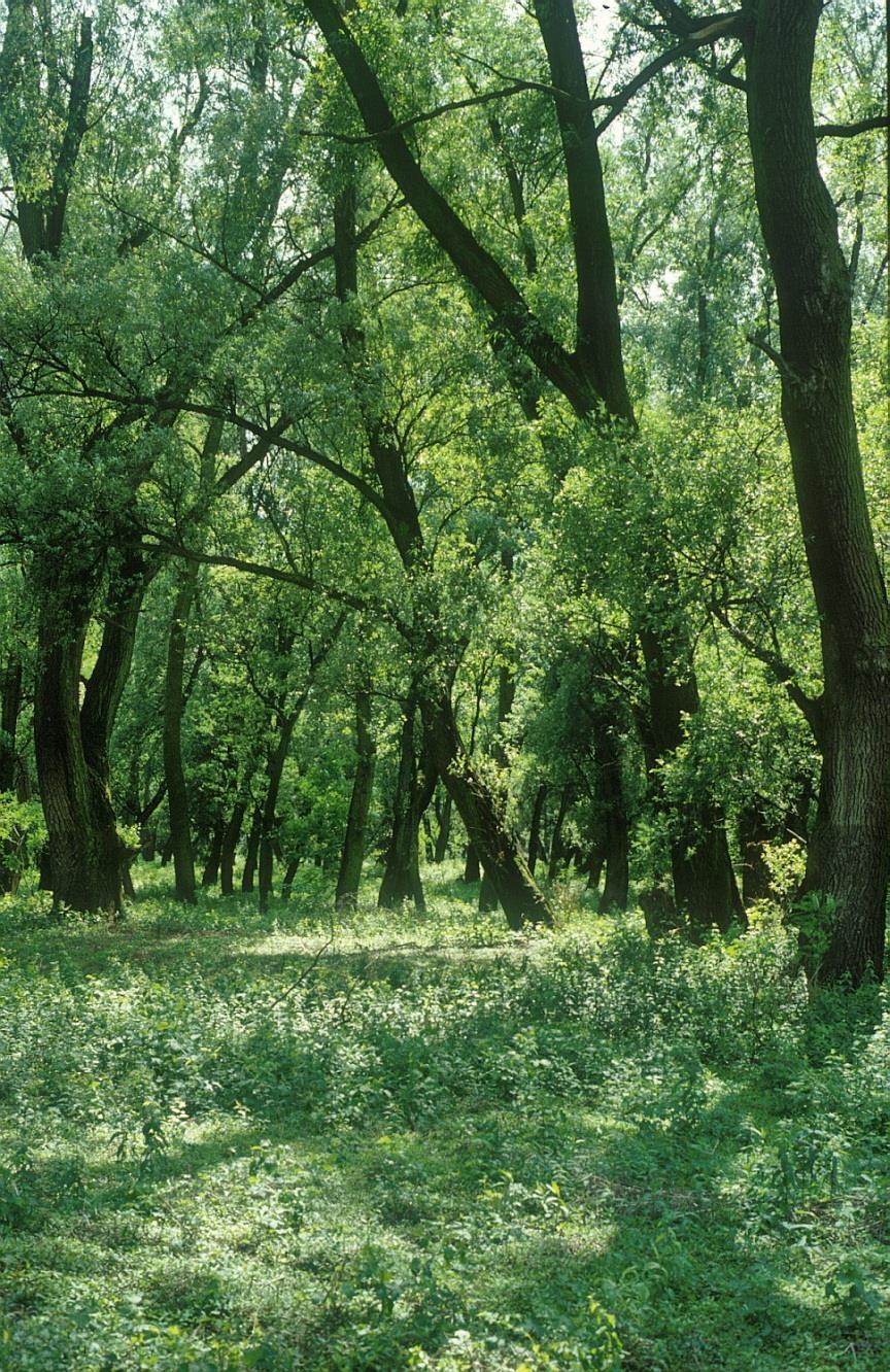 (Fraxinus excelsior) alkotta