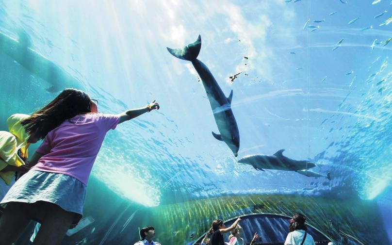 Egy beluga vizet fröcsköl az egyik látogatóra Fotók: MTI/AP/Kadzsijama Sudzsi A hatnapos palackorrú delfinbébi az anyjával A Hakkeidzsima tengeri akvárium és vidámpark látogatói fergeteges vízi