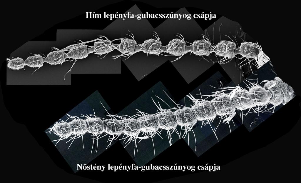 Hím és nőstény lepényfa-gubacsszúnyog csáp montázsa, 250x nagyításban (A).