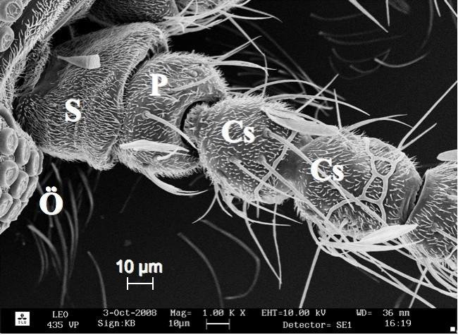 A csáptőíz mindkét ivarnál sűrű mikroszőrökkel (microtrichia) fedett, nincsen rajta érzékszőr, ellentétben a csápcsuklóízzel, amely már tartalmaz körkörösen elhelyezkedő érzékszőröket (sensillum