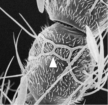 A csápízeken sikerült megfigyelni három típusú kemoszenzillumot, a sensillum circumfillum-ot, a sensillum trichodeum-ot, és a sensillum coeloconicum-ot, továbbá két mechanoreceptor érzékszőrt a