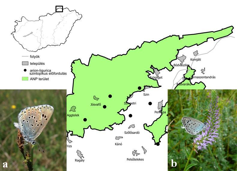 . ábra. A két fenológiai forma szintopikus előfordulása az Aggteleki-karszton. (a) Maculinea arion arion tavaszi forma; (b) Maculinea arion ligurica nyári forma. Fig.