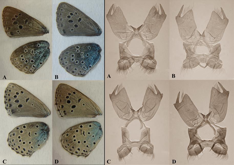 2. ábra. A két fenológiai forma szárny fonáka és a hímek fogókészüléke. (A, B) M. arion tavaszi forma; (C, D) M. arion nyári forma Fig. 2.: Hindwing underside of the two phenological forms (A, B) M.