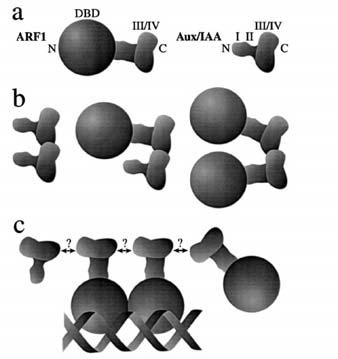 szövetspecifikus ARF-ARF és ARF-Aux/IAA dimerizáció segítségével (2.9. ábra B; Guilfoyle és mtsai, 1998; Ulmasov és mtsai, 1999).