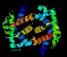 A Hgb tipusokat 2-2 identikus globin-láncpár alkotja: α-lánc 141 as, nem-α-lánc (β,γ,δ,ε,theta) 146 as HbF felnőtt: α2β2 96 % HbA α2δ2 2-3,5 %