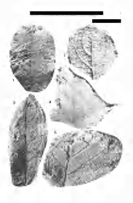 Krolopp E. et al.