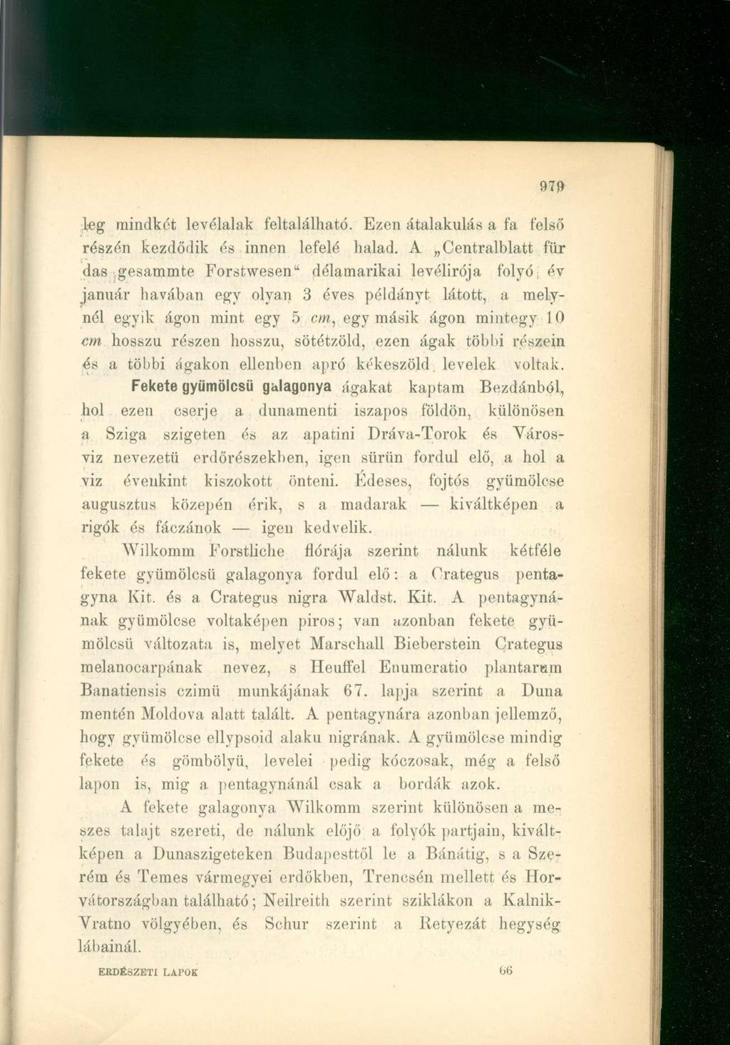 leg mindkét levélalak feltalálható. Ezen átalakulás a fa felső részén kezdődik és innen lefelé halad.